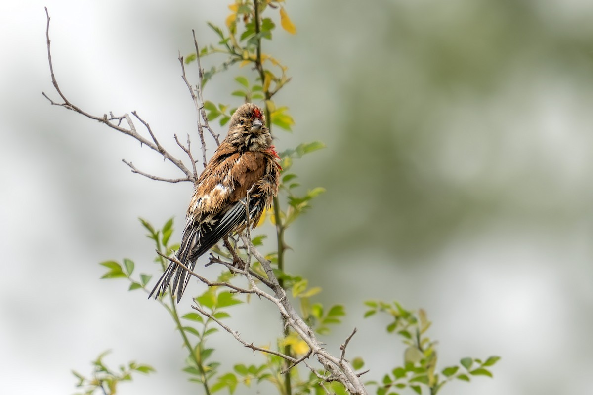 Eurasian Linnet - ML620310077