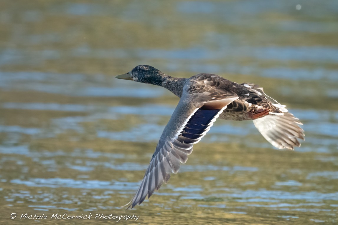 Canard colvert - ML620310080