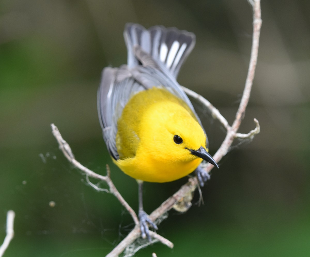 Prothonotary Warbler - ML620310081