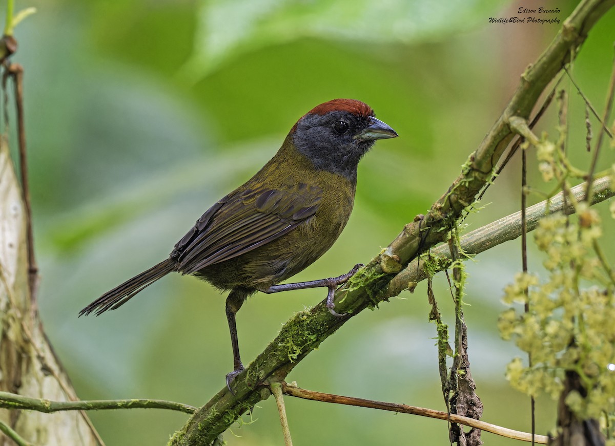 Cerquero Capirrufo - ML620310082