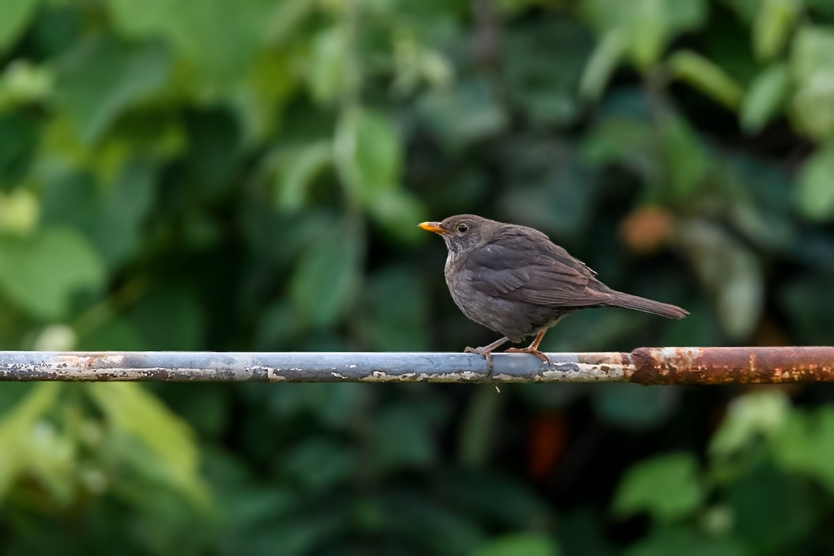 Eurasian Blackbird - ML620310084