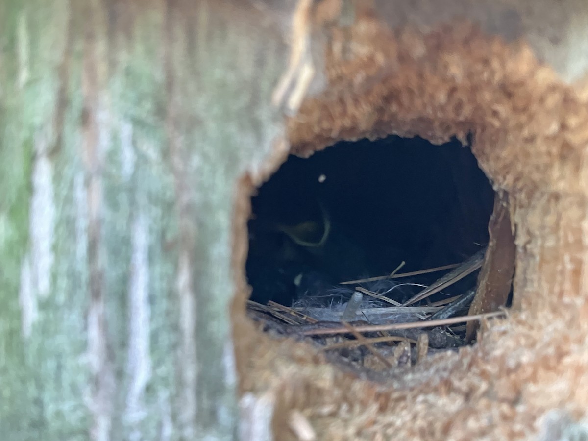 House Wren - ML620310088