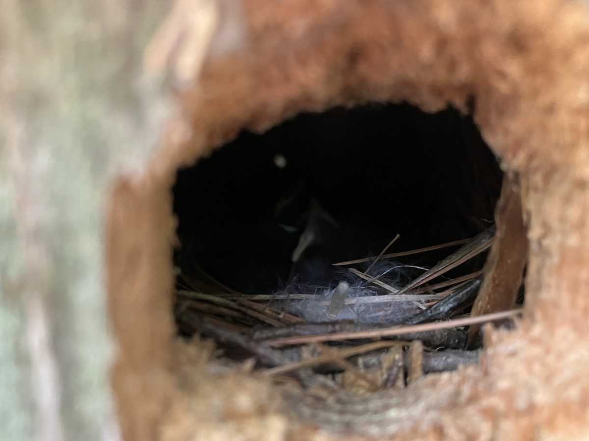 House Wren - ML620310089