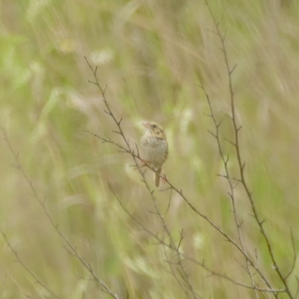 Henslow's Sparrow - ML620310090