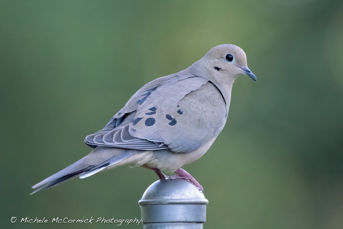 Mourning Dove - ML620310091