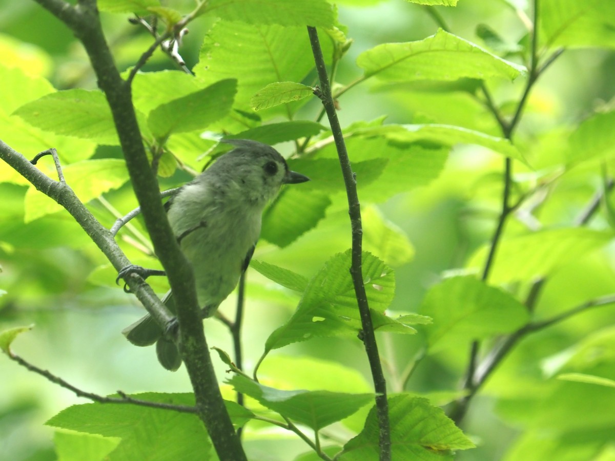 Tufted Titmouse - ML620310093