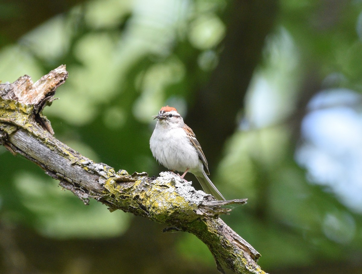 Chipping Sparrow - ML620310094