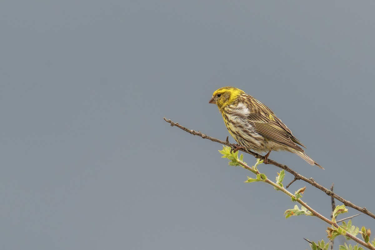 European Serin - ML620310095