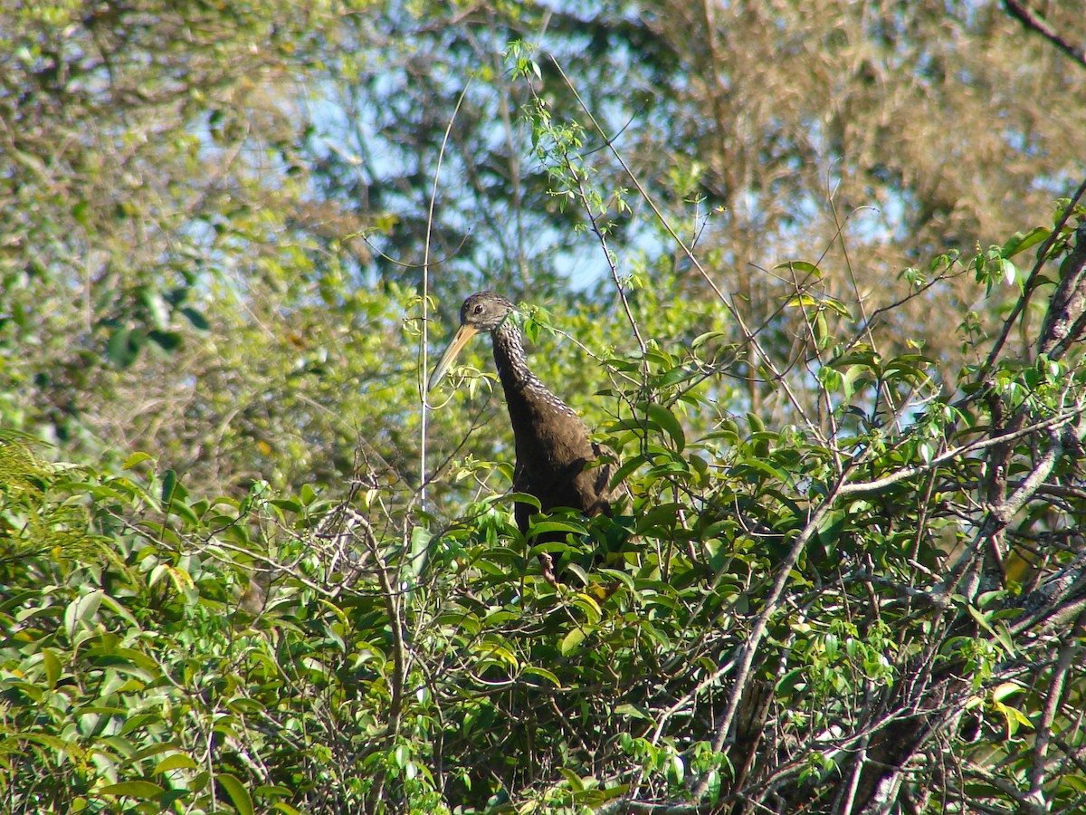 Limpkin - ML620310098