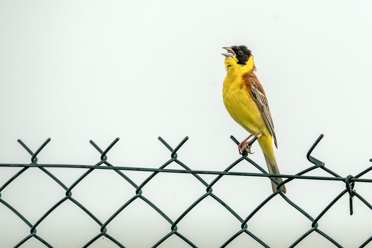 Black-headed Bunting - ML620310100