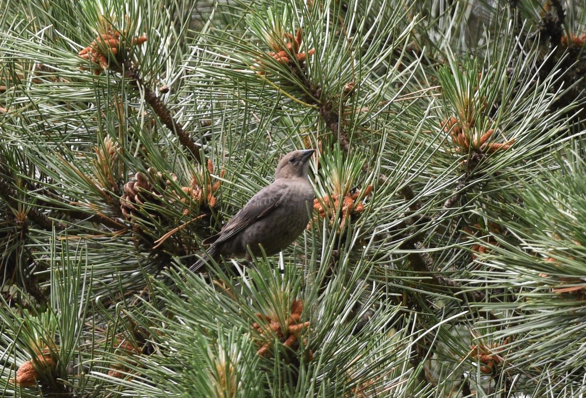 Brown-headed Cowbird - ML620310108