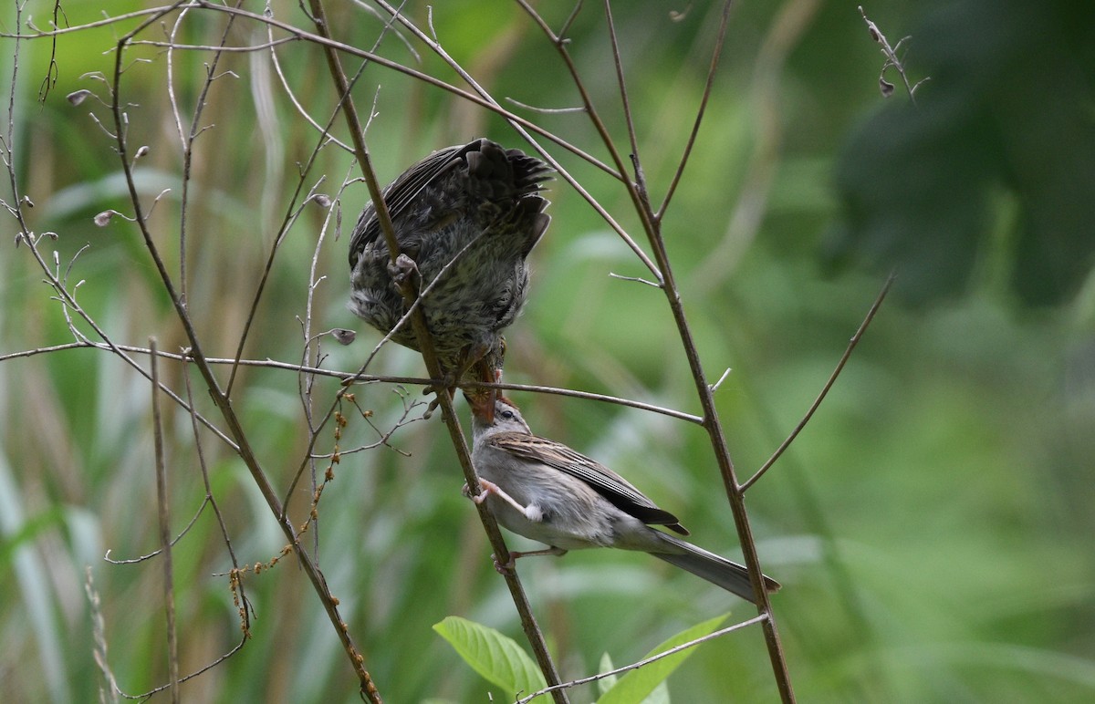 Brown-headed Cowbird - ML620310109