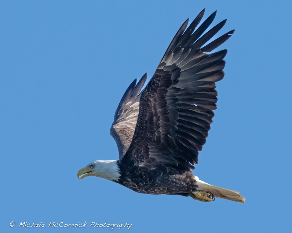 Bald Eagle - ML620310119