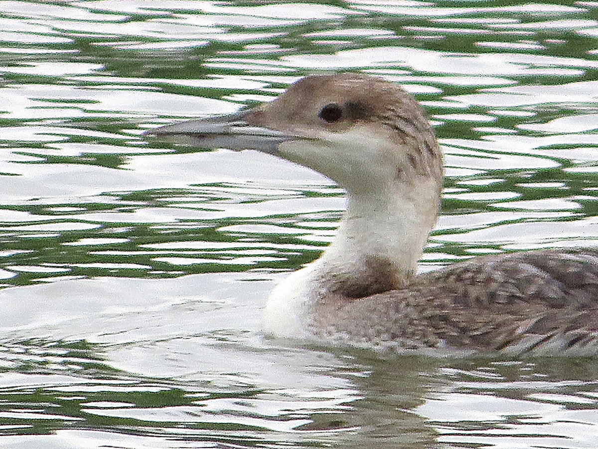 Common Loon - ML620310129