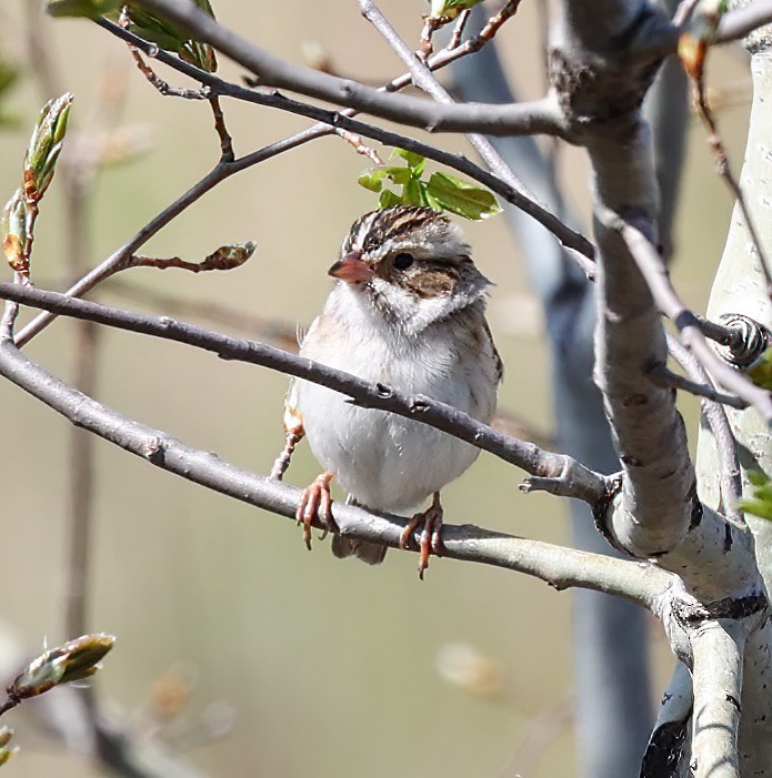 Clay-colored Sparrow - ML620310152