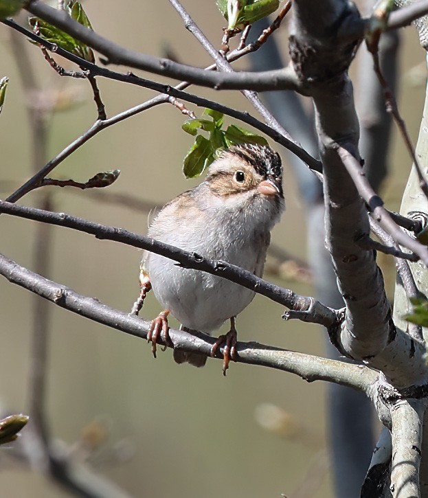 Clay-colored Sparrow - ML620310153