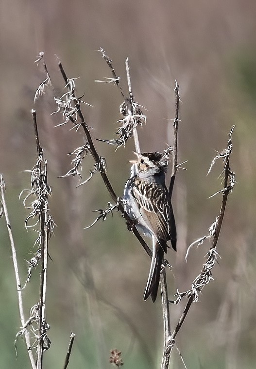 Clay-colored Sparrow - ML620310154