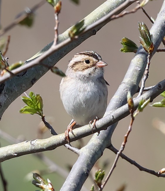 Clay-colored Sparrow - ML620310155
