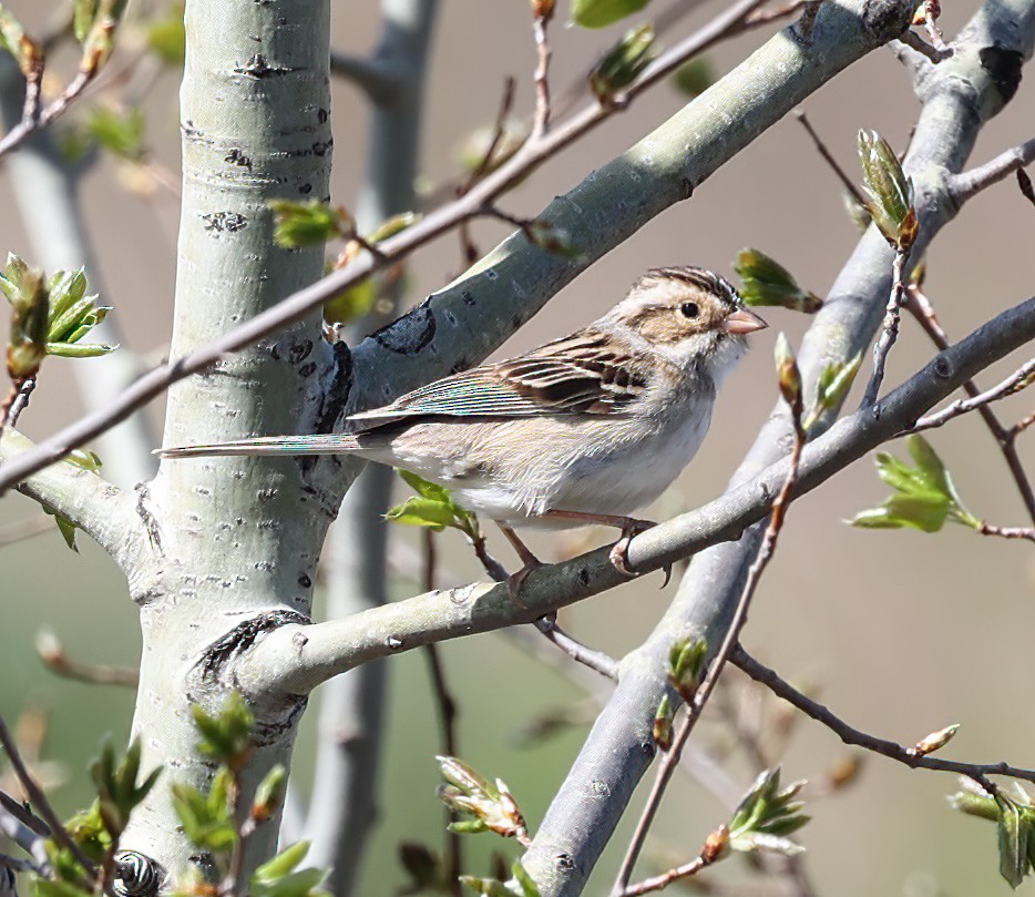 Clay-colored Sparrow - ML620310156