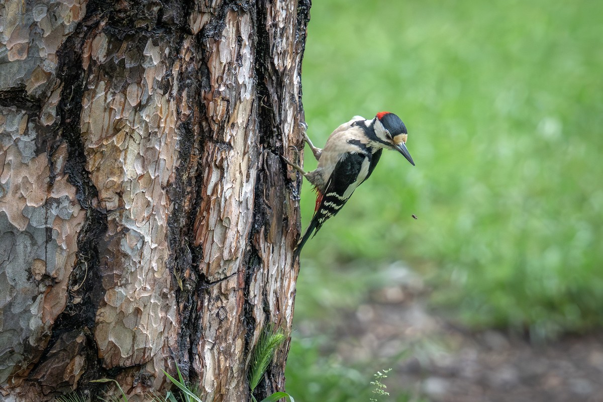 Great Spotted Woodpecker - ML620310158