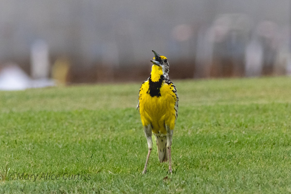 Eastern Meadowlark - ML620310159