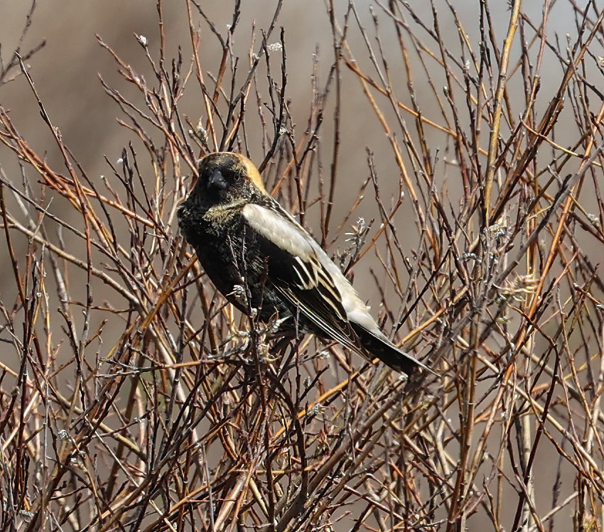 bobolink - ML620310165