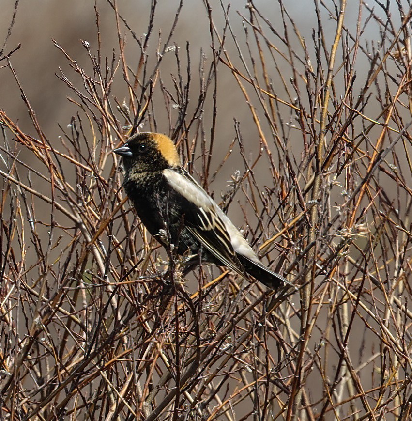 bobolink - ML620310168