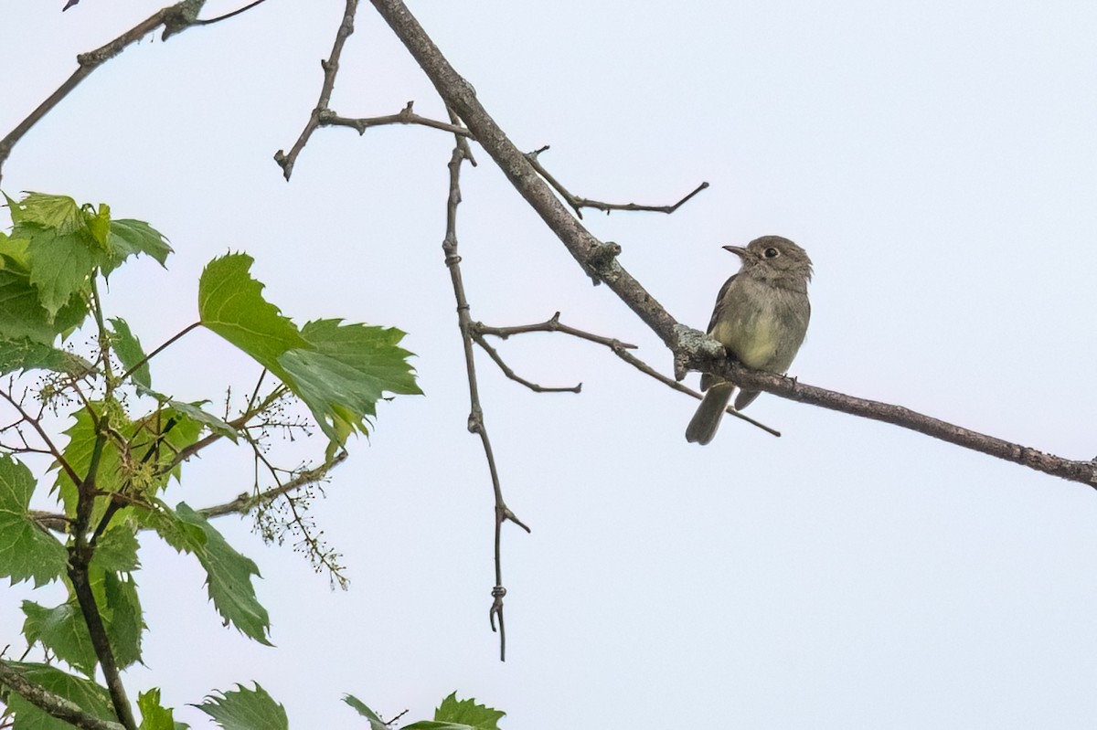 Least Flycatcher - ML620310171