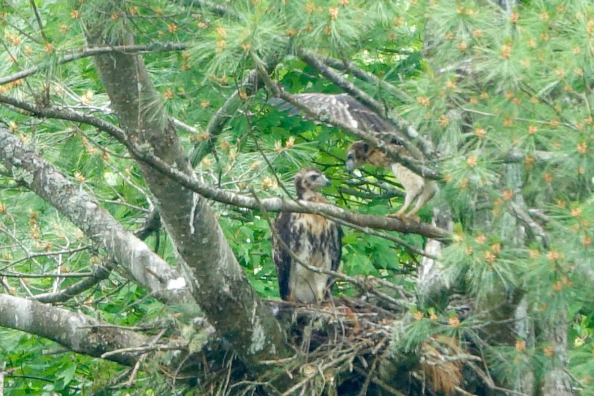 Red-tailed Hawk - ML620310172