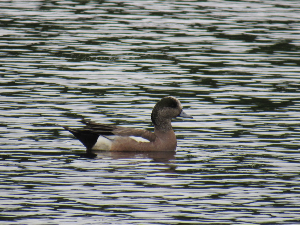 American Wigeon - ML620310173