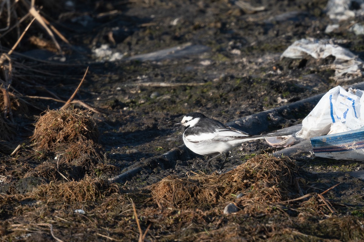 White Wagtail (Black-backed) - ML620310176