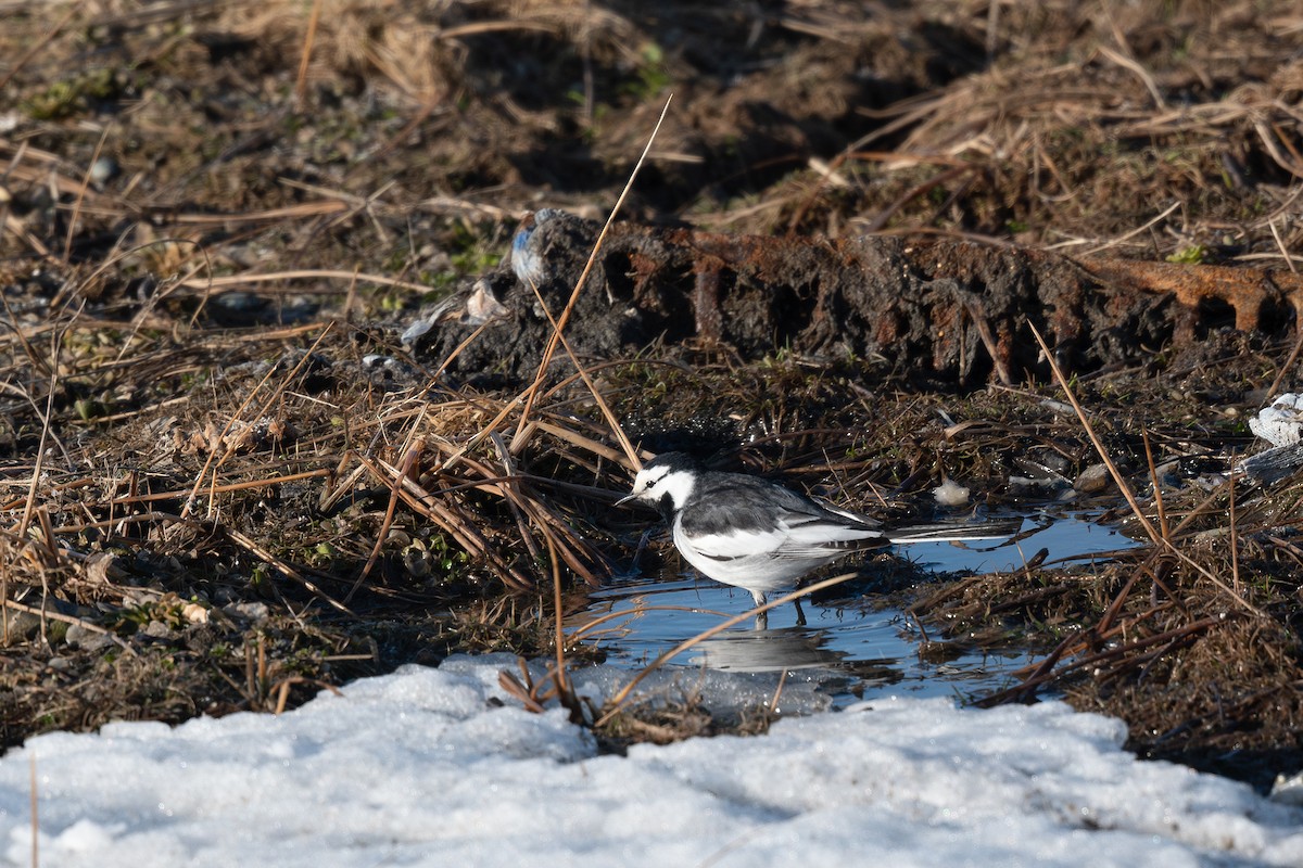 White Wagtail (Black-backed) - ML620310177