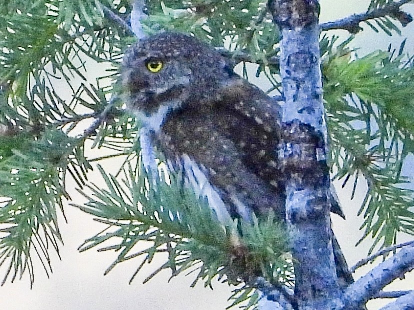 Northern Pygmy-Owl - ML620310178