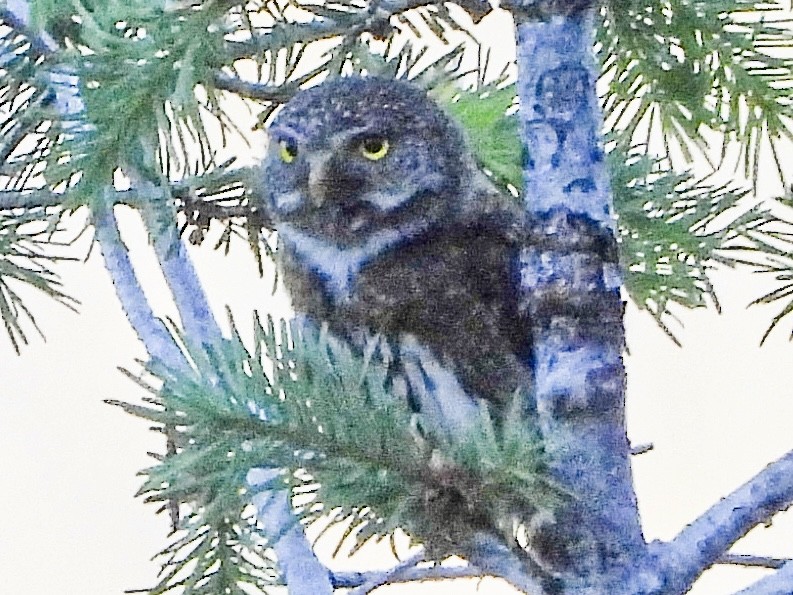 Northern Pygmy-Owl - ML620310179