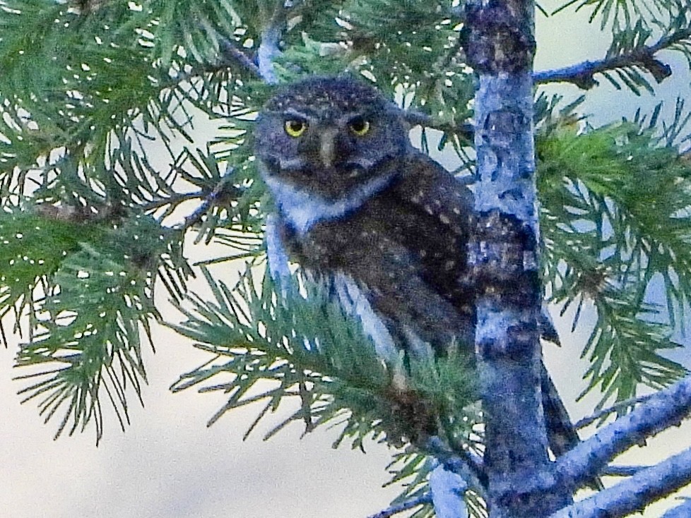 Northern Pygmy-Owl - ML620310180