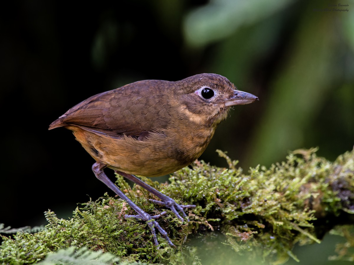 Plain-backed Antpitta - ML620310186