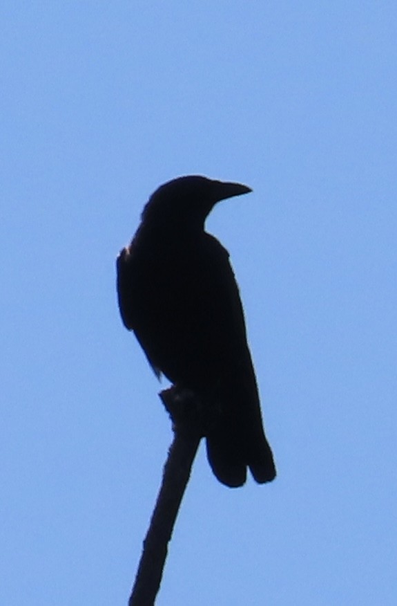 Common Raven - ML620310190