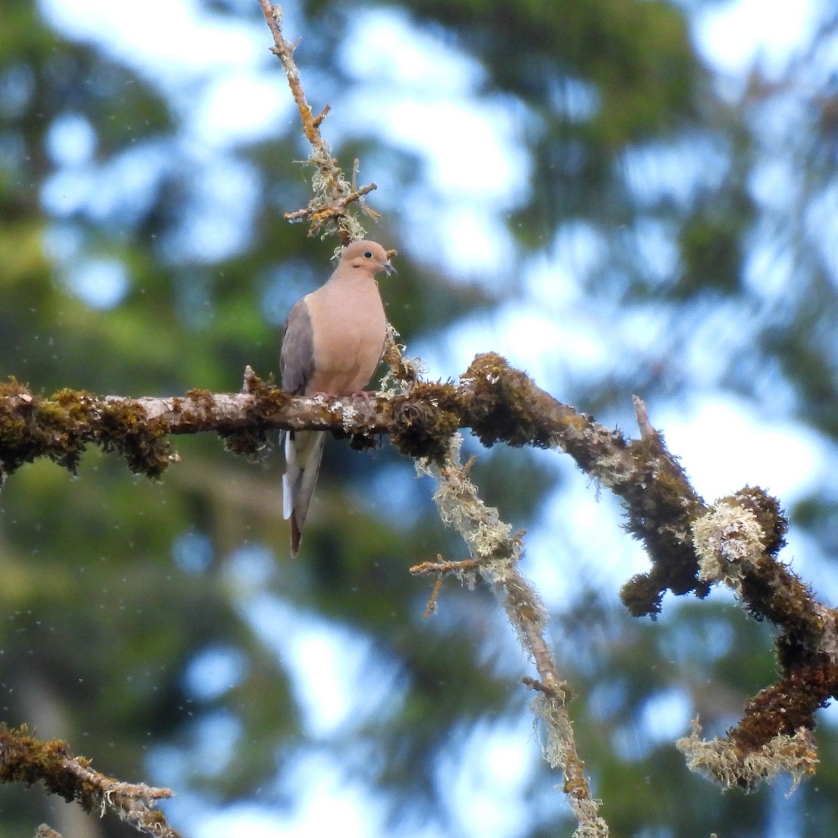 Mourning Dove - ML620310194