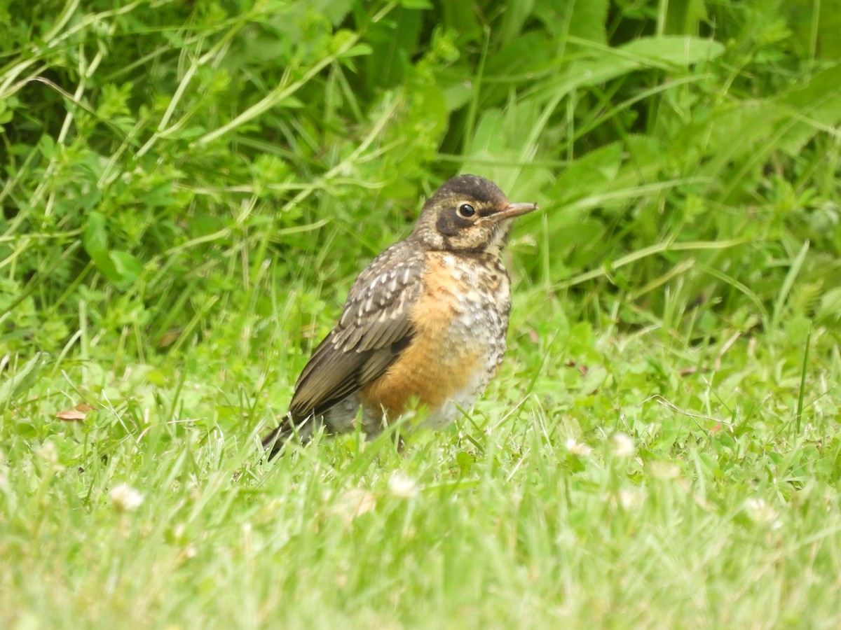 American Robin - ML620310195