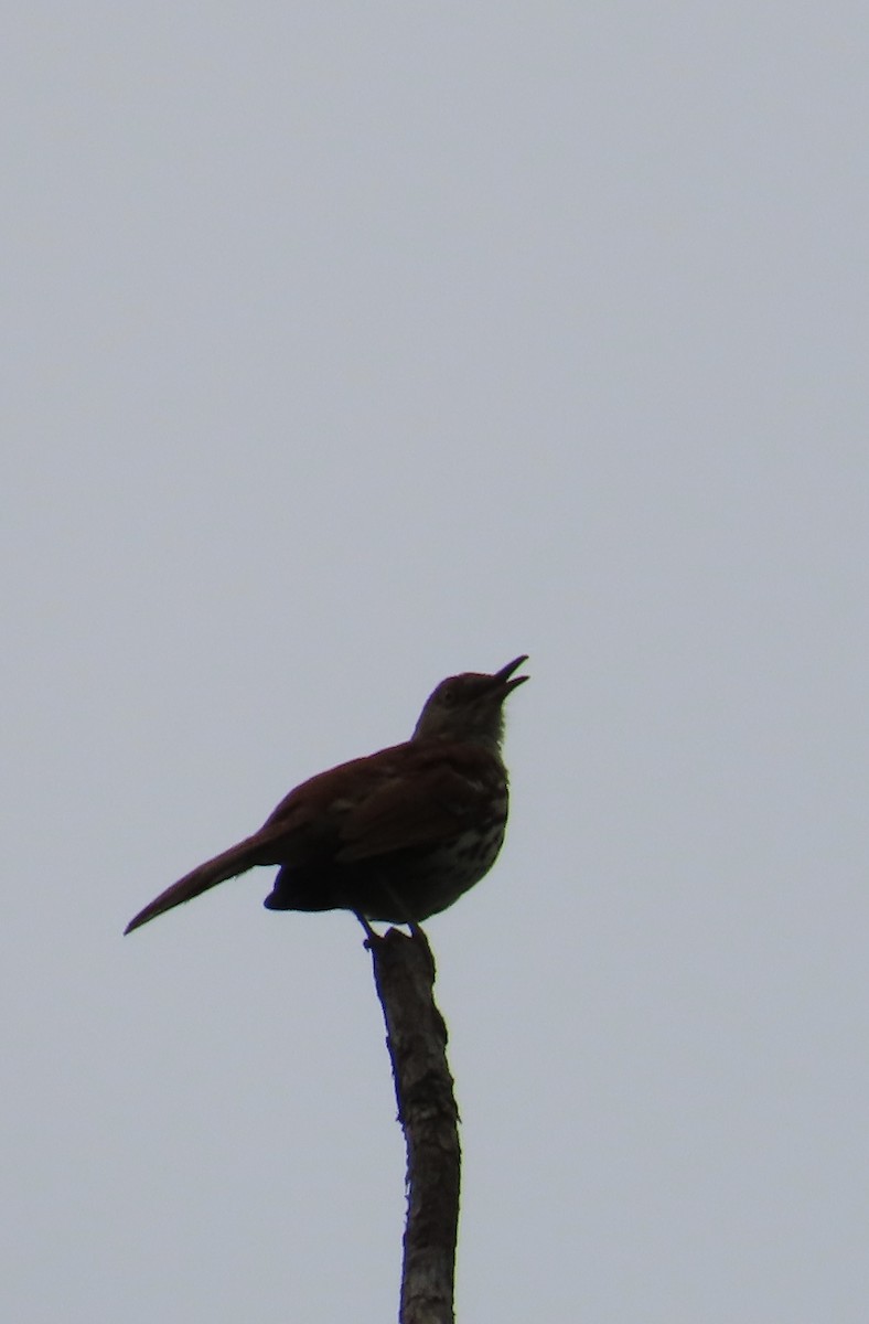 Brown Thrasher - ML620310199