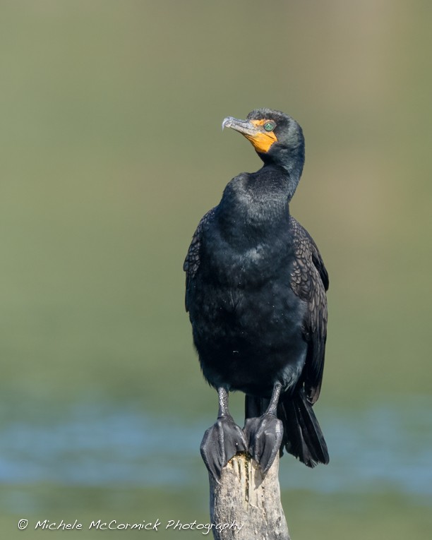 Double-crested Cormorant - ML620310203