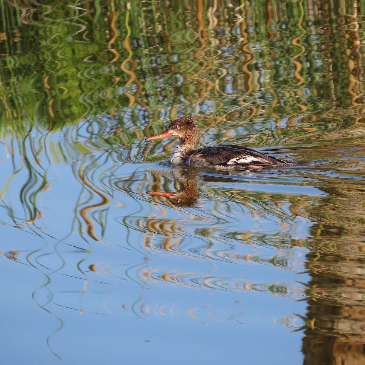 Red-breasted Merganser - ML620310205