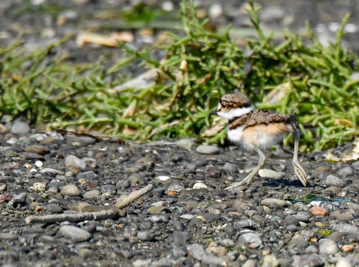 Killdeer - ML620310207