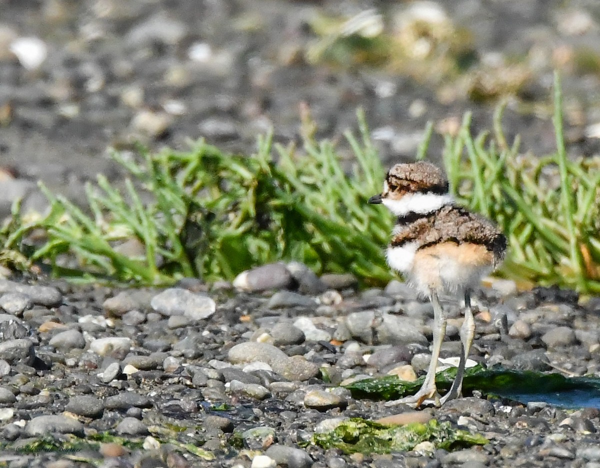 Killdeer - ML620310208