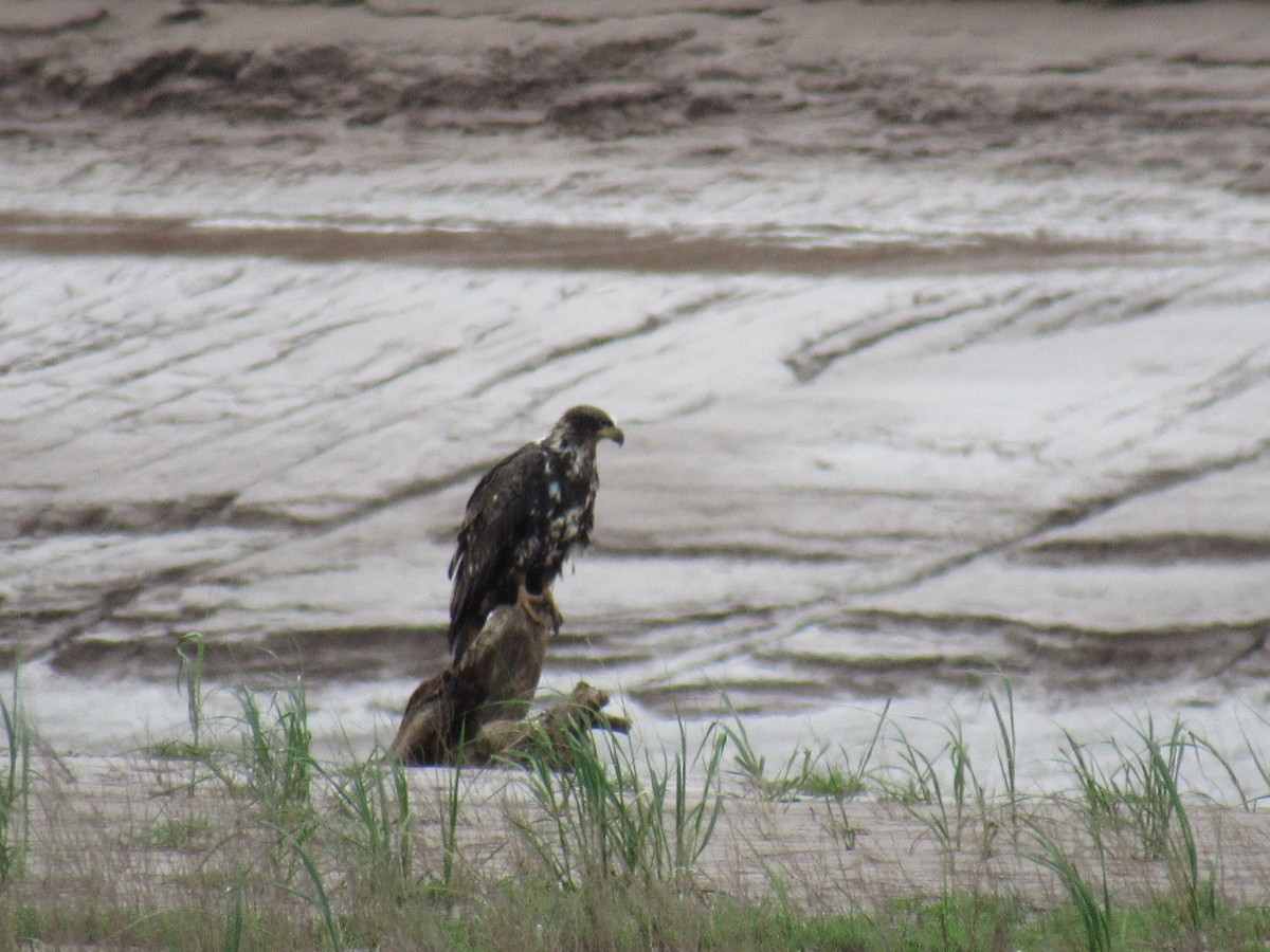 Bald Eagle - ML620310211