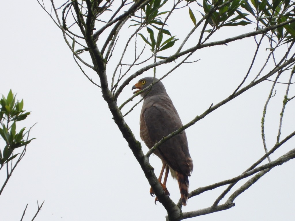 Roadside Hawk - ML620310212