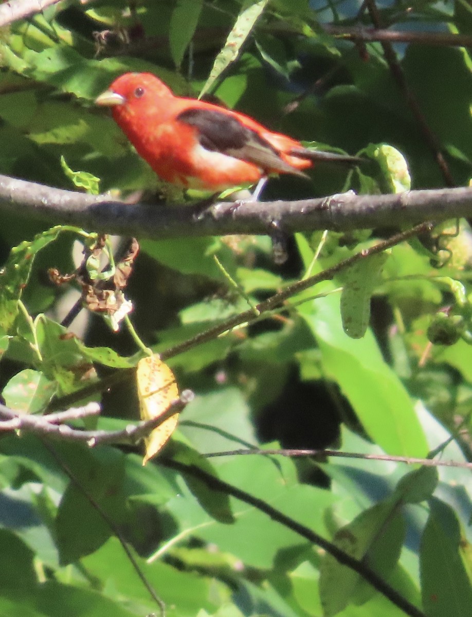 Scarlet Tanager - ML620310213