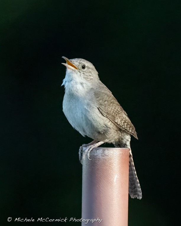 House Wren - ML620310216