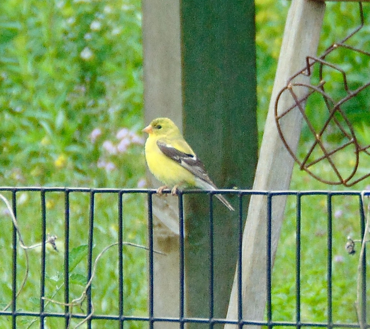 Chardonneret jaune - ML620310217