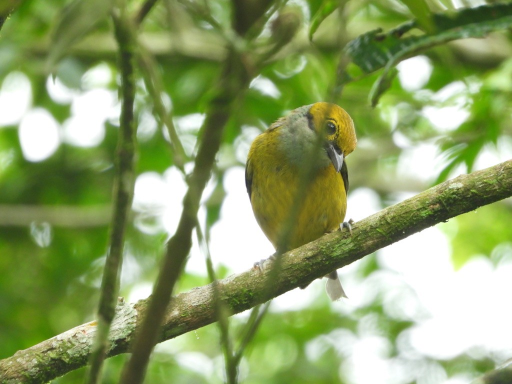Silver-throated Tanager - ML620310219